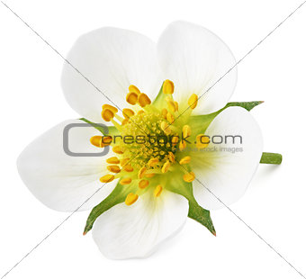 Strawberry flower isolated on white