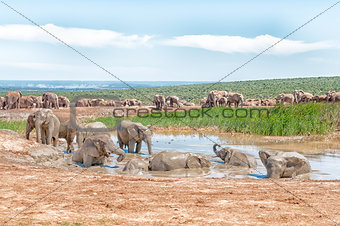 Large group of elephants