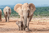 Elephant calf walking next to its mother