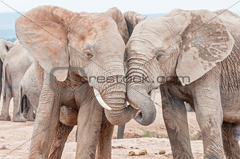 African elephants interacting