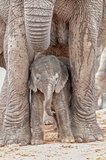 Tiny elephant calf between its mothers legs