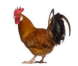 Fauve de Hesbaye rooster isolated on white
