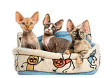 kittens group in a pet basket basket isolated on white