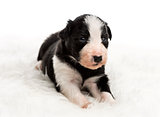 21 day old crossbreed puppy lying on white fur