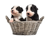 Two 21 day old crossbreed puppies in a basket