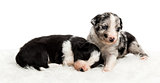 A 21 day old crossbreed puppies on white fur