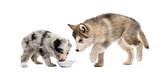 Young crossbreed and malamute puppies drinking isolated on white