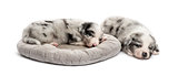 Two crossbreed puppy sleeping in a crib isolated on white