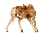 Young poney, foal scratching against white background