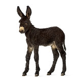 Donkey foal, baudet du poitoux isolated on white