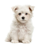 Maltese puppy, 3 months old, isolated on white