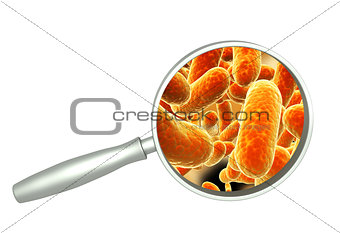 Magnifying glass and pathogen bacteria