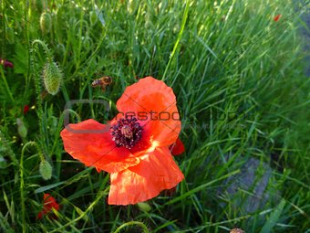beautiful red poppies in blossom