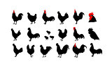 Set of vector rooster silhouettes on the white background. Chinese calendar for the year 2017.