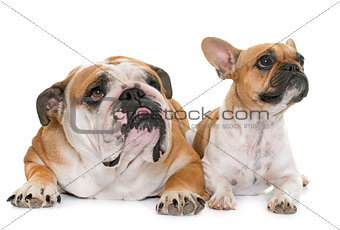 english bulldog and french bulldog