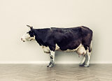 the cow in a room