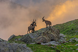 Ibex , Range of Mont-Blanc , French Alps