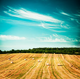 Beautiful Summer Field Scenery with Haystack