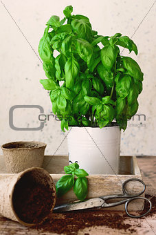 Basil in a pot