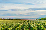 Rows of potato plants in a potato field with the Confederation B