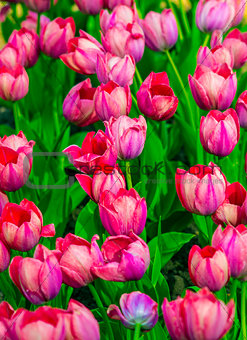 tulips. field of tulips. tulips flowers