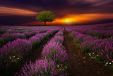Beauty of lavender