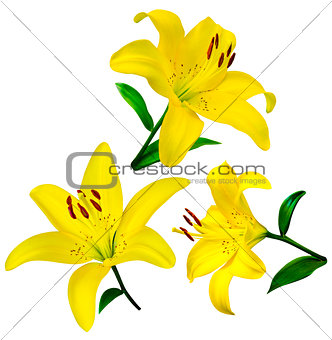 lily flowers isolated. lily flowers. lily flowers isolated on wh