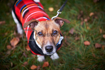 jack russell terrier dog in park looking at camera