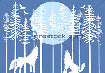 Howling wolf in fir tree forest, vector