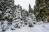 Snow covered spruce forest with light snowfall