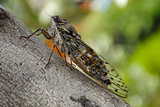 Close-up of a cicada on a branch