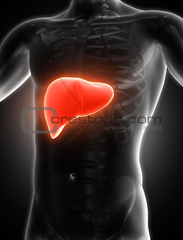 3D medical image showing liver