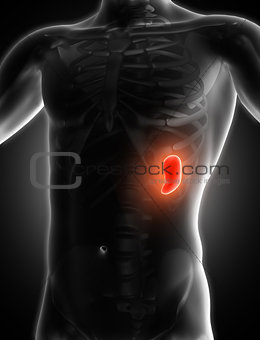 3D medical image showing spleen