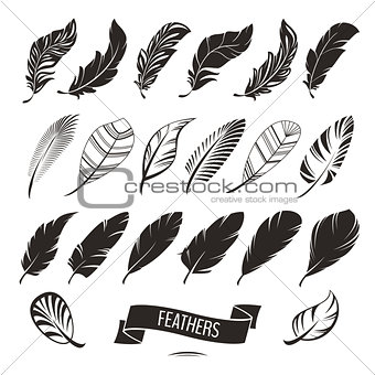 Set of different feathers
