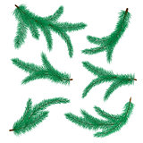 Vector illustration of fir branches