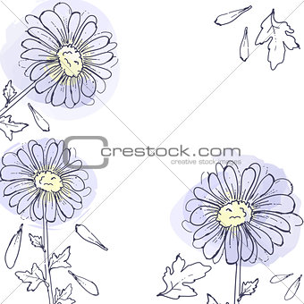 daisy flowers, floral vector set of ink drawing plants, monochrome black line drawn elements