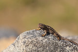 Brown common fence lizard
