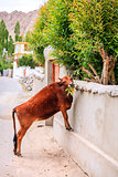 Cow in Leh