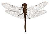 Brown dragonfly silhouette top view
