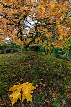 The Japanese Maple Tree in Autumn 2016