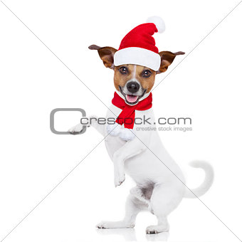 christmas santa dog