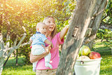 Mother with baby picking apples from an apple tree