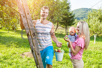 Young family picking apples from an apple tree