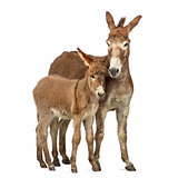 Mother provence donkey and her foal isolated on white