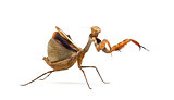 Praying mantis - Parasphendale sp Giant - isolated on white