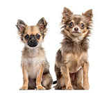 Two Chihuahua puppies, isolated on white