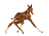 Rear view of a foal standing up and balancing