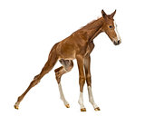 Foal standing up and balancing isolated on white