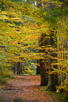Hidden Forest Path