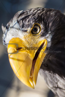 Portrait of Stellers sea eagle - Haliaeetus pelagicus